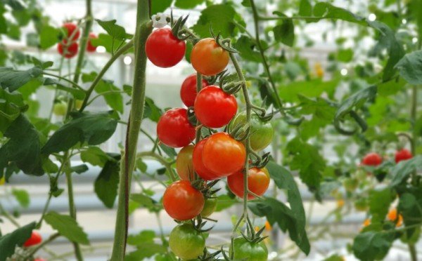 Кинула в лунку и томаты растут по часам — урожай вёдрами без проблем: забудьте про фитофтору и неудачные плоды