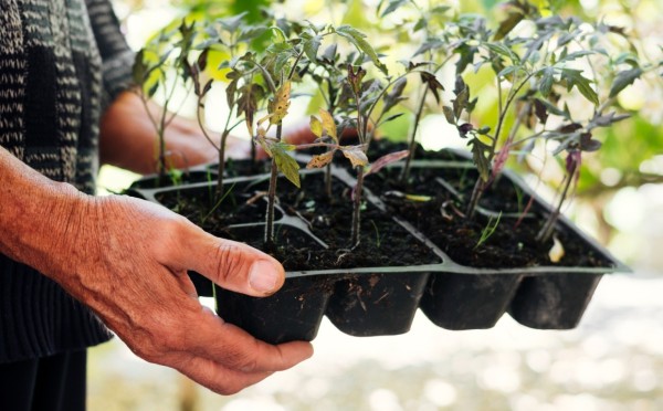 Пора сажать томаты — целых 3 способа посадки: загущённый, китайский и ампельный на подоконнике