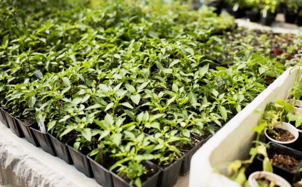 Проращиваем семен грамотно: как добиться 98% всхожести — какие методы работают в 2026 году