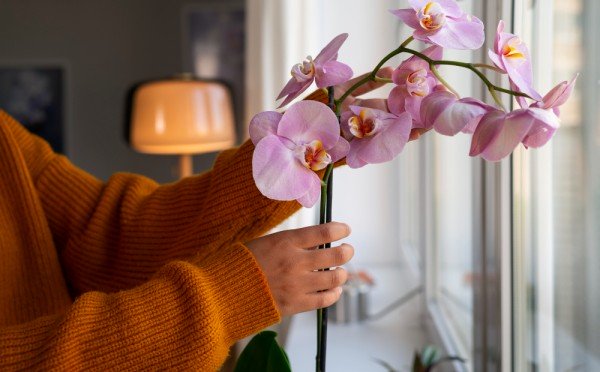 Орхидеи зацветут по-новой: проверенный лайфхак, который всегда работает — даже зимой цветение продолжится