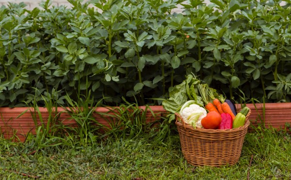 Огород для ленивых: самые неприхотливые культуры и растения