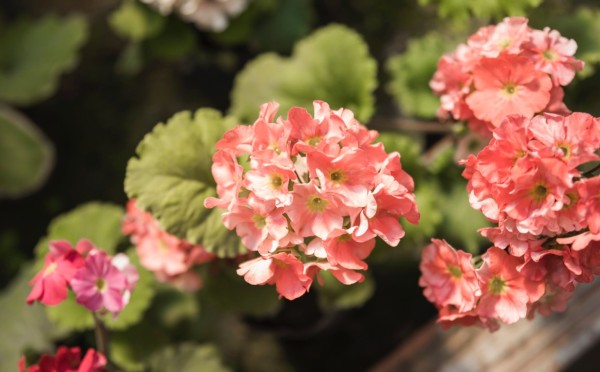 Краше нет на свете — ваша герань зацветет, как богиня, уже в первый год жизни, а секрет в 1 лайфхакер