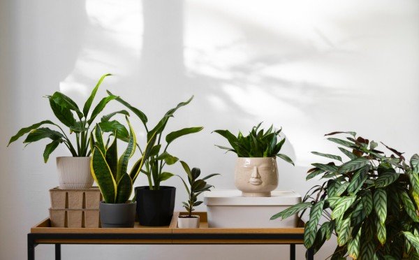 Лучше как было или поновее? Вот 3 растения-диковинки, которые принесли в наши дома больше красоты — и больше проблем