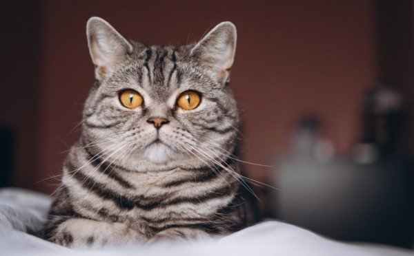 Секреты пустоты — зачем и почему кошки смотрят туда, где никого нет, и может ли это быть призраком