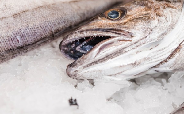 По щучьему велению — размораживаем рыбу легко и просто, секрет опытной хозяйки