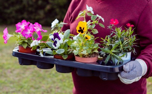 Горы кустов на вашем подоконнике — по 15 цветов на двух горшках: в мае уже будет сиять