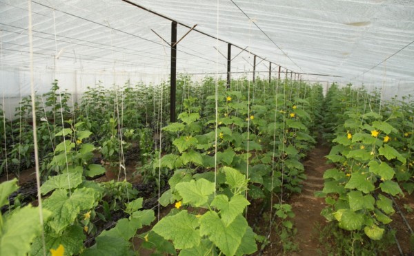 Топ-5 сортов огурцов: не покупайте ерунду по завышенным ценам — только проверенные сорта