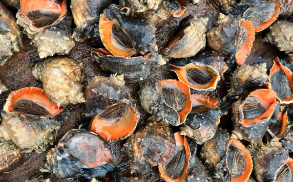 Символ Черного моря, убивающий экосистему — все о таинственных ракушках-рапан