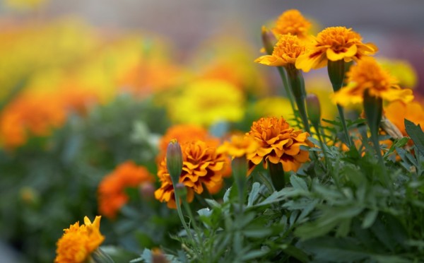 Когда сеять бархатцы на рассаду: сроки на январь 2026 — время для высадки уже подходит