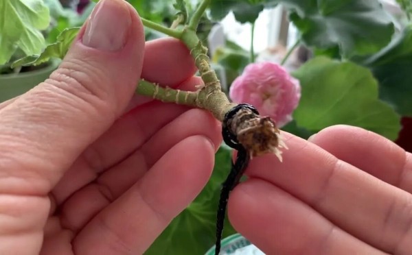 Герани этого не терпят: 3 ошибки новичка — и черенок не укоренится