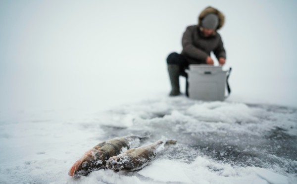 Ловись, рыбка: когда прикормка реально увеличивает улов — совет бывалого рыбака