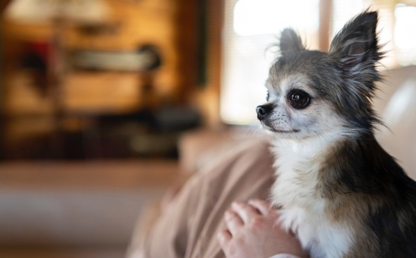 Чихуахуа: маленький, но очень агрессивный