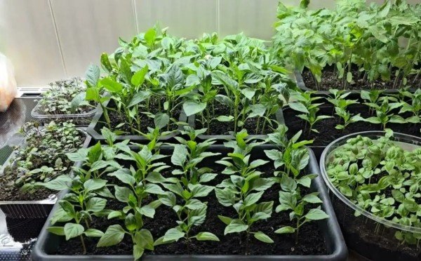 Рассада томатов не вытянется и не заболеет: зачем в феврале я иду в аптеку за аспирином