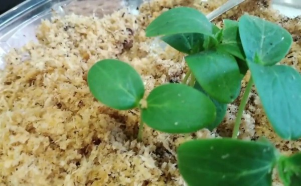 Насыпаю опилки в стакан — и больше не боюсь перелива: отличная профилактика чёрной ножки у рассады