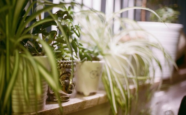 Хлорофитум и его тайны — как вырастить по-настоящему пышный куст на зависть соседкам