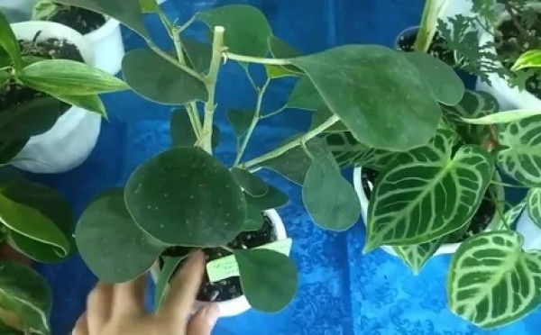 Хватит кормить цветы таблетками: 4 народных мифа, которые незаметно убивают ваши комнатные растения