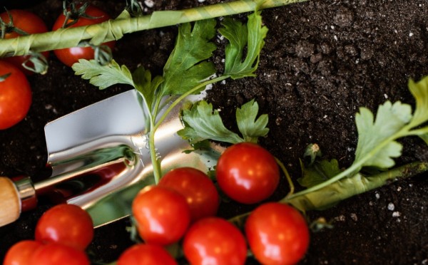 Богатырская рассада: «чудо-средство», которое преобразит томаты — об этом знают не все