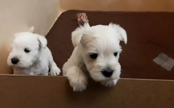 Девочка или мальчик: как понять, какого пола собака вам нужна — в чём их отличия