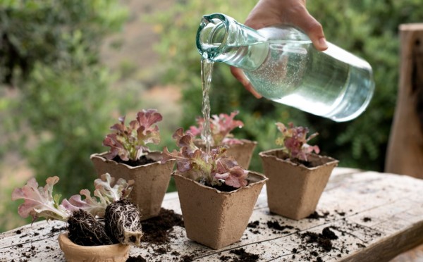 Выручалочка для дачников: как сделать капельный полив из пластиковых бутылок — теперь их можно не выбрасывать