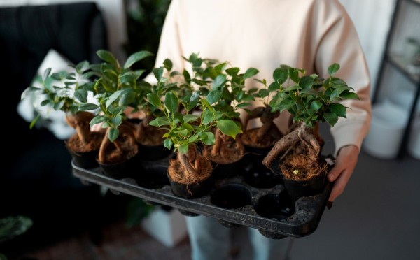 Обработка семян перед посадкой: 3 аптечных средства для крепкой рассады — никаких болезней