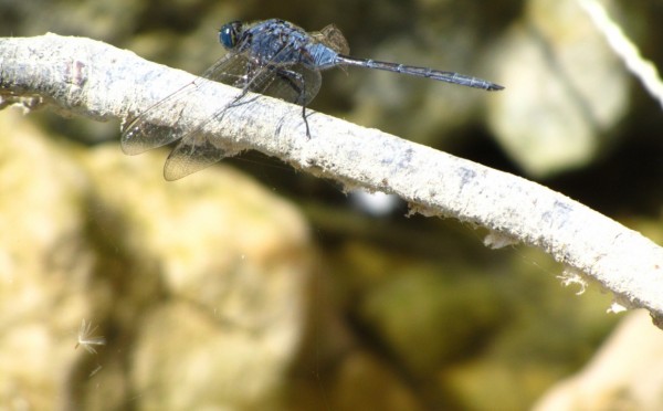 Не кусает, а рвёт: чем опасна северная мошка — инструкция по выживанию