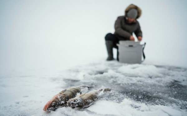 Ловись, рыбка: когда прикормка реально увеличивает улов — совет бывалого рыбака
