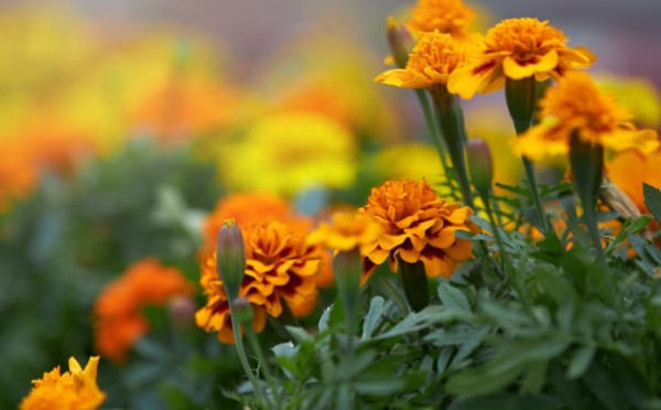 Красивые и полезные: несколько нюансов при посадке бархатцев — советы опытного садовода