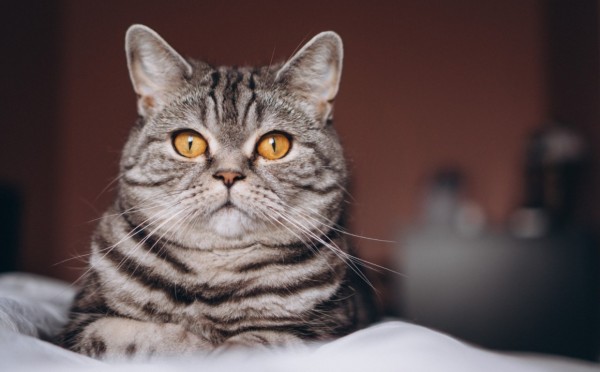 Кошка без запаха — реальность, а не миф: откуда берётся «аромат» в квартире с усатой — вопрос ухода, а не удачи