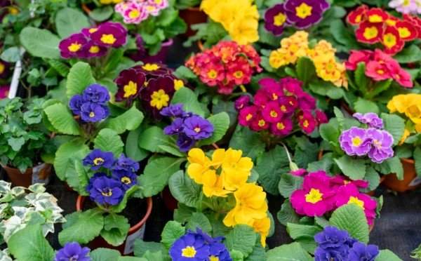 Цветут до холодов: 2 растения-заменителя петунии — вы не пожалеете