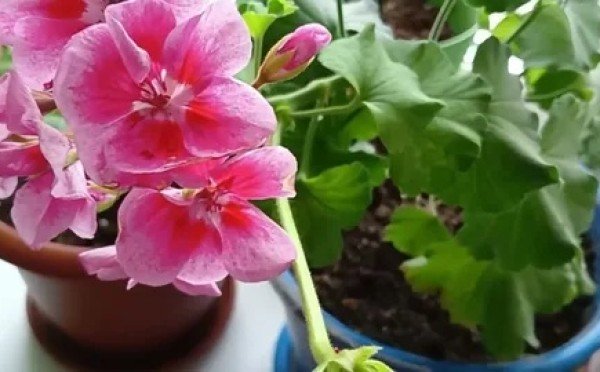 Пышная герань к маю: почему пеларгонию нужно обрезать именно в феврале и какой секретный раствор спасёт черенки