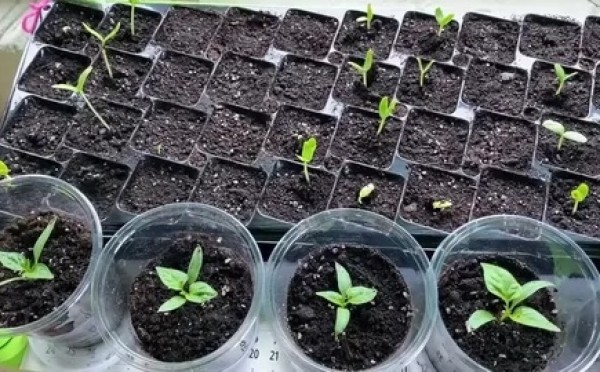 Перцы взойдут «лесом» уже через 5 дней: зачем я добавляю 2 капли перекиси в стакан с семенами
