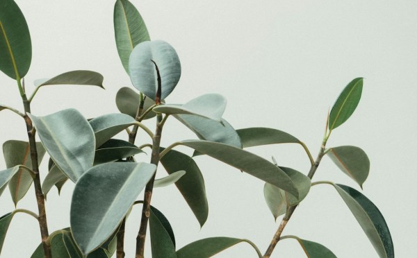 Пластик во спасение — зачем они нужны на самом деле, советы по рассаде от опытного садовода