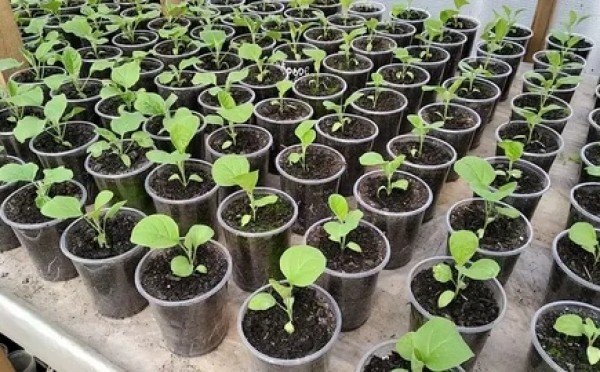 Зачем дачники замачивают семена в соде: копеечный способ обеззараживания рассады, о котором молчат магазины