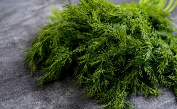 Всегда густой и здоровый укроп: 3 открытия, которые изменили всё — теперь не нарадуюсь