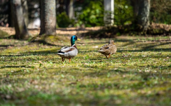 Приманка для селезня: как охотиться с подсадной уткой — и не облажаться