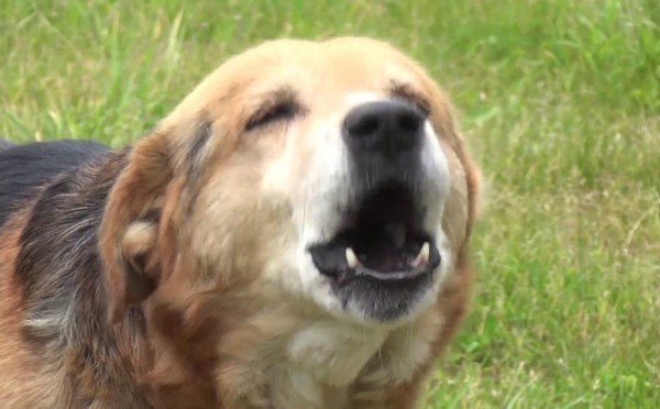 Прекратим бесконечный шум: как безопасно отучить собаку лаять — важные советы