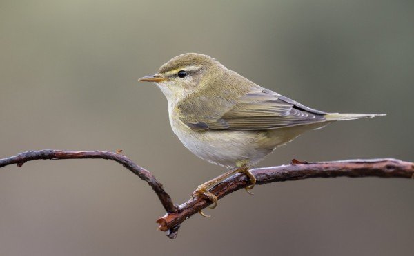 Никакого хлеба: чем подкормить птиц зимой, чтобы они спасли ваш урожай летом