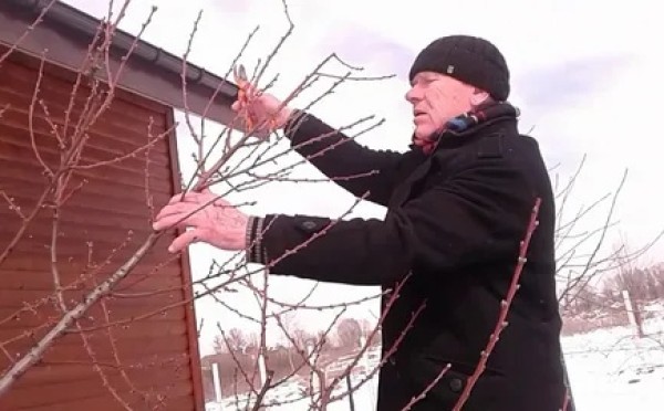 Не губите яблони: 4 критические ошибки при обрезке сада в феврале, которые оставят вас без урожая