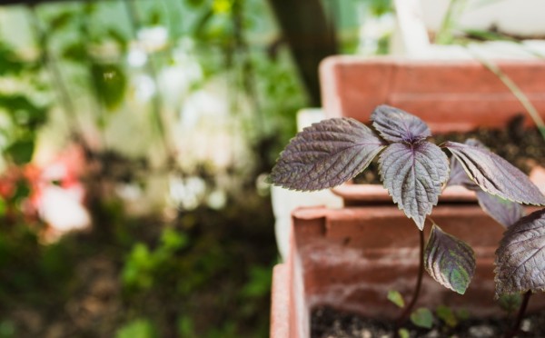 Красиво, душевно, со вкусом: как обустроила дачу Татьяна Буланова — зелёный оазис спустя 20 лет