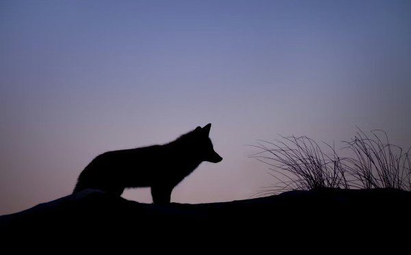 Черным черно — куда исчезли черные волки и существовали ли они на самом деле