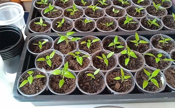 Загубила рассаду и не получила урожай: 5 ошибок, которые я совершила, будучи новичком — на этом спотыкаются все огородники