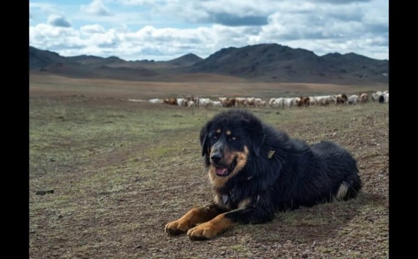 Легендарные степные собаки: как они защищали монголов — и какие поверья с ними связаны