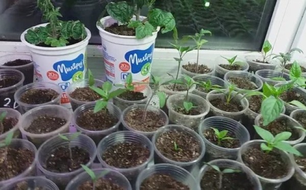 Хватит нянчиться с рассадой: почему «забытые» растения растут лучше и при чем тут метод стресса