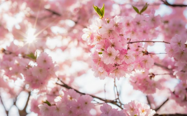 Кому удача в любви, а кому побольше денег — какие подарки Вселенной вдохнут 12 знаков Зодиака с началом весны