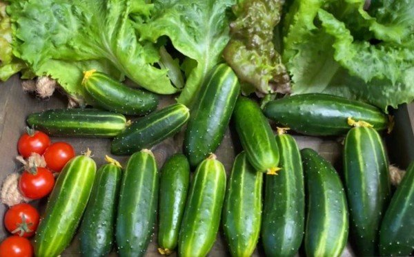 Чемпионы по урожаю: 3 проверенных сорта огурцов — не подводили ни разу