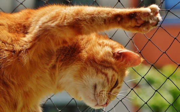 Гладишь — получаешь «кусь»: почему кошки кусают руку во время поглаживаний