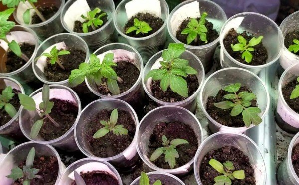 Рассада моментально ожила и потолстела: 3 компонента для подкормки — самые действенные препараты