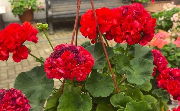 Герань теперь цветёт по 9 месяцев: использую голландский метод булавки — и все соседи в шоке