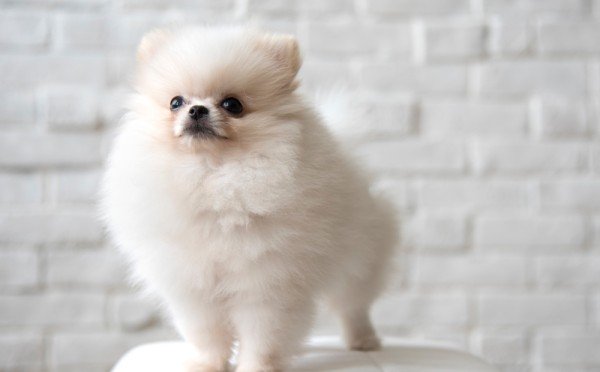 Братья наши меньшие: кормим маленьких собачек так, чтобы потом не идти к ветеринару