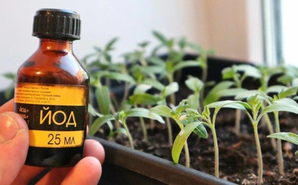 Рассада не вытянется в ниточку: зачем моя бабушка добавляла каплю йода в банку с водой